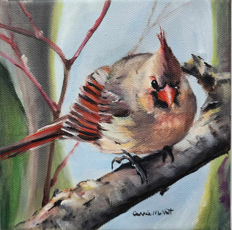 Fluffy Female Cardinal